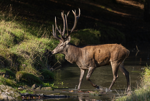 Strong male red deer (Cervus elaphus) walking through a creek.