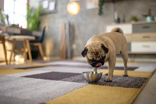A pug drinking water from a bowl in a living room
