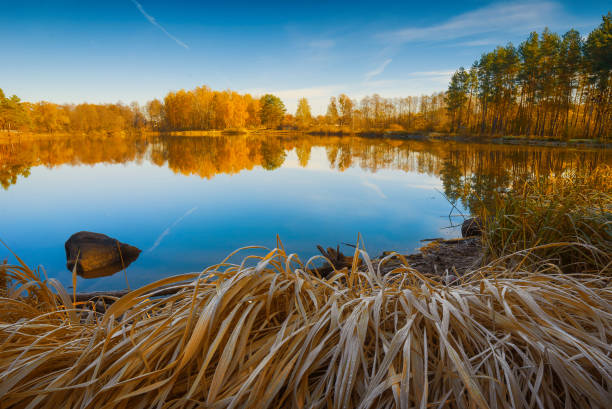 istock Autumn colorful forest on the lake 1430318359