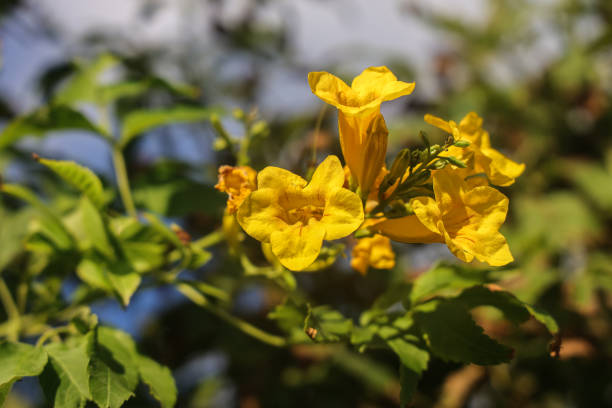 istock Tecoma stans, Common names include yellow trumpetbush, yellow bells, yellow elder, ginger-thomas. 1430318458