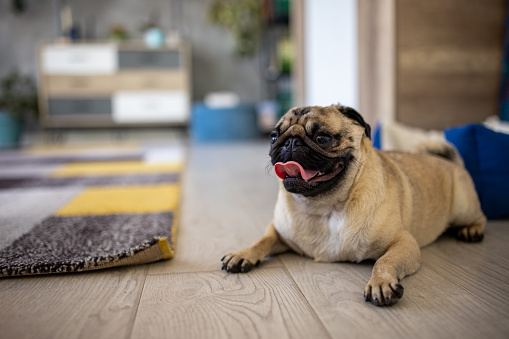 A purebred cute funny friendly pug lies on a white background and looks ahead expressively and with interest.