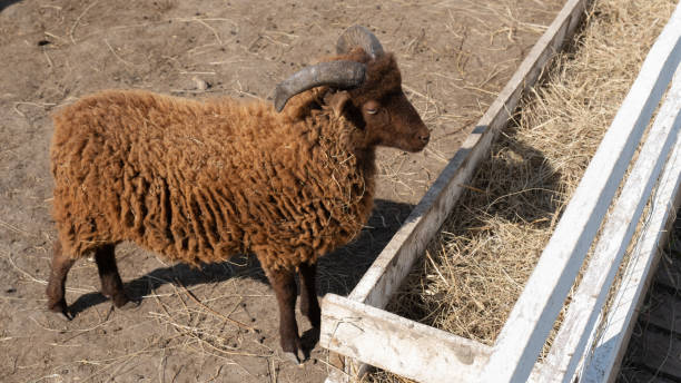 istock Sheep grazing on the farm 1430320601