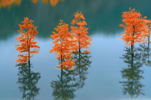 istock Metasequoia tree in calm lake 1430320688