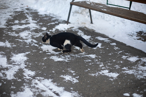 Black cat runs down asphalt in snow. Stray animal in yard. Cat on street.