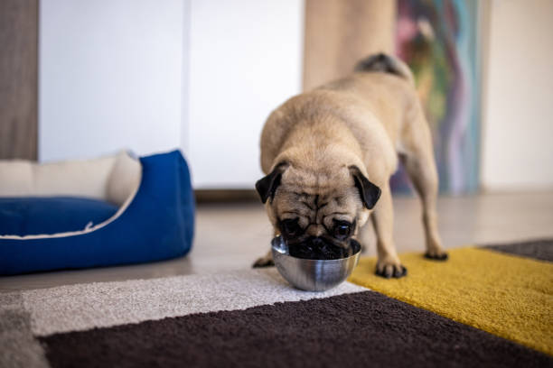 istock A dog drinking from a bowl in a living room 1430321965
