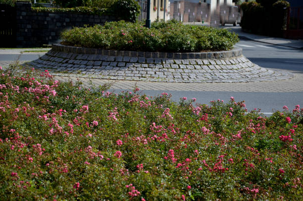 istock Ground cover roses are characterized by compact low growth. The shoots may be upright at first, but soon spread over the surface and sometimes form longer lying tendrils 1430322097