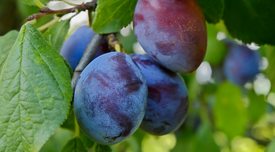 Closeup of ripe organic plums (old kind) on the tree