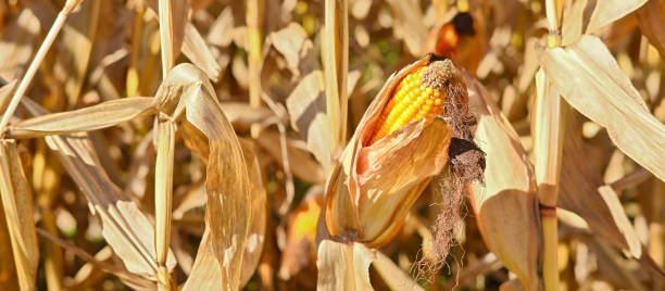 農業分野の成長と熟したコーンコブ。 - corn corn crop field stem ストックフォ�トと画像