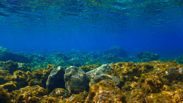 istock Bluefin tuna fish in beautiful light in a shallow reef 1430324446