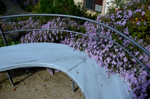 retaining seat wall made of pure cast concrete blooms purple flowers behind it the wall is bordered by metal fences with black ropes against the entrance to the flower bed, retaining, aster, amellus