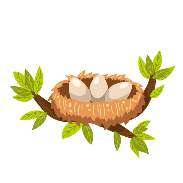 계란이있는 새 둥지, 벡터 일러스트 레이 션 - birds nest illustrations stock illustrations