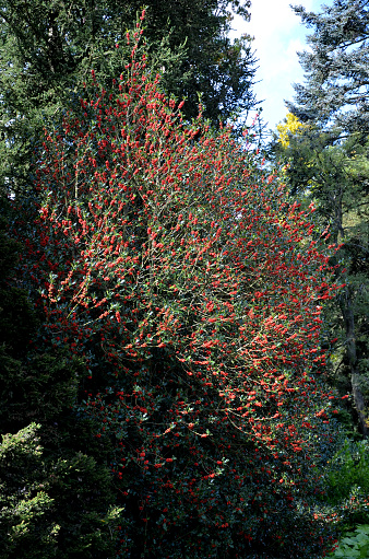 El acebo es una decoración muy llamativa de todo jardín. Sus hojas fuertemente serradas se derivan de las especies básicas de acebo, donde los bordes, rojo baya, hoja perenne, arbusto, grande photo