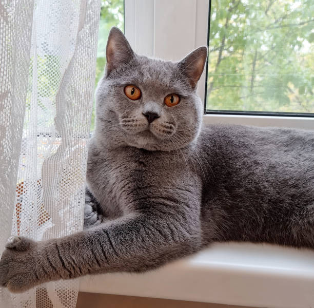 istock gray british cat lies on the window 1430327589