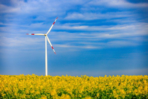 Agricultural field with yellow flowering crop, wind turbine rising towards the blue cloudy sky, sustainable development goals