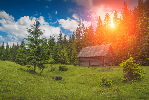 Lonely wooden house in the pine forest of Carpathians. Ukraine, Europe