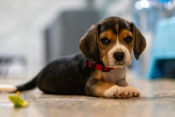 schönes porträt eines beagle-welpen, der sich hinlegt und in die kamera schaut - dog puppy lying down looking at camera stock-fotos und bilder