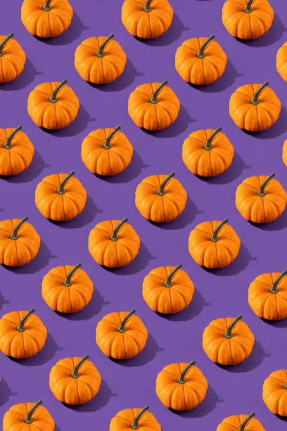 Photo of Pumpkins on Violet Background