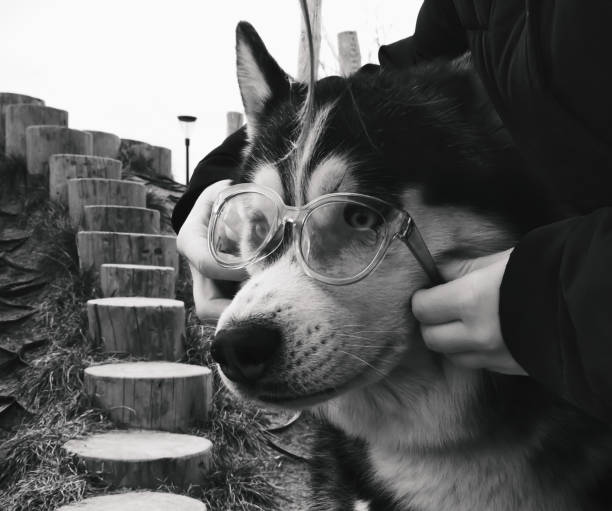 istock Husky with the eyeglasses 1430336392