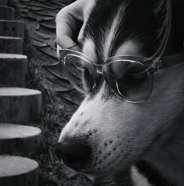 istock Husky with the glasses 1430337410