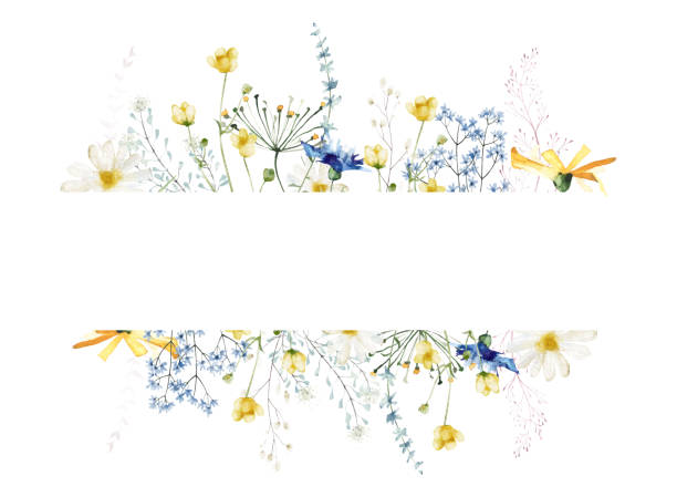 Watercolor painted floral strip frame on white background. Blue and yellow wild flowers, branches, leaves and twigs. Watercolor painted floral strip frame on white background. Blue and yellow wild flowers, branches, leaves and twigs. Chamomile, daisy, cornflower and so on. wildflower stock illustrations