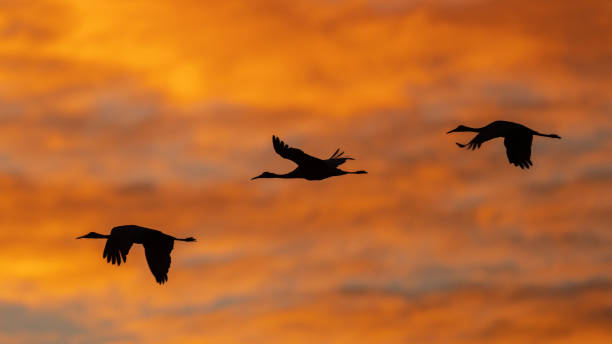 istock Sandhill cranes at sunrise-3 1430339488