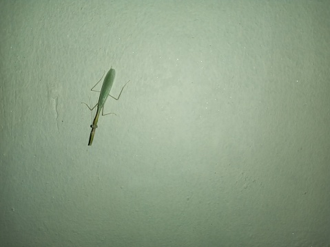 the insect that perches on the white wall