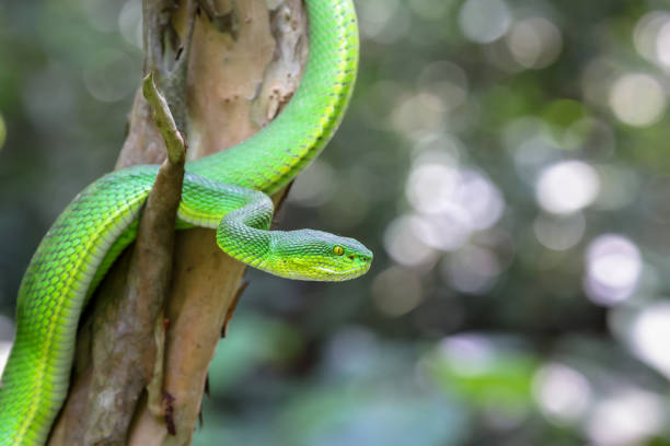 istock Close up Large-eyed Green Pit viper (Trimeresurus macrops). 1430341032
