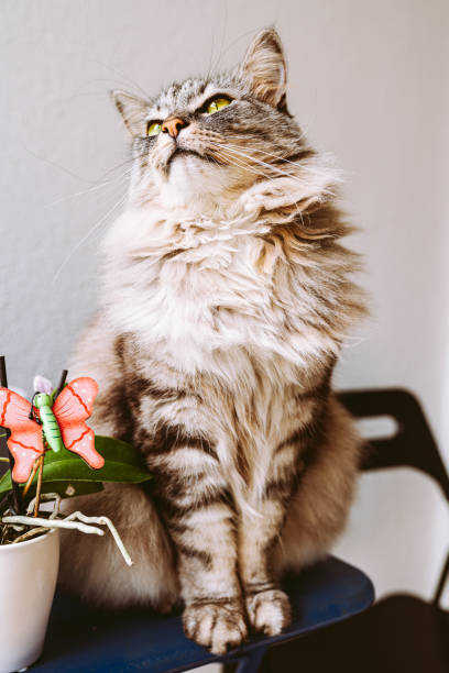 istock Domestic cat with orchid flower 1430341284