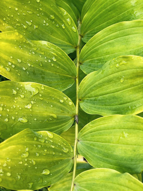 istock Close up green leaves on a bench with dew 1430341316
