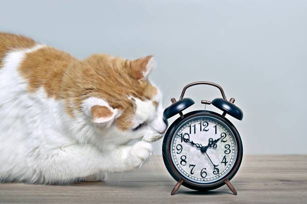 istock Funny tabby cat playing with a retro alarm clock on the table. 1430343926