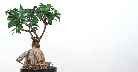 Bonsai tree in white environment with space for additional elements