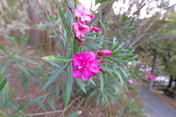Close-up of a colourful flower in daylight in summer