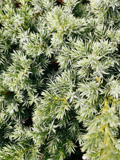 istock Many green needles of spruce 1430346930
