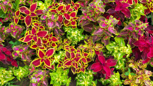 istock Large beautiful leaves of coleus multicolored bright sunny day 1430347089