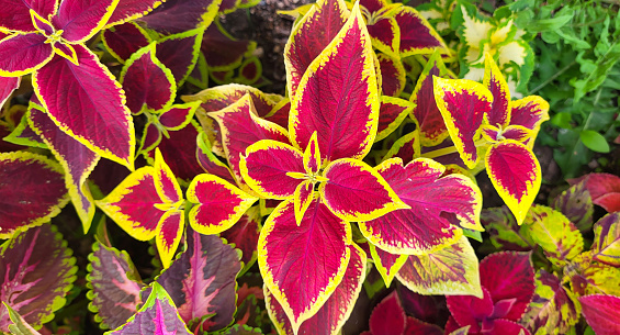 Large beautiful leaves of coleus multicolored bright sunny day