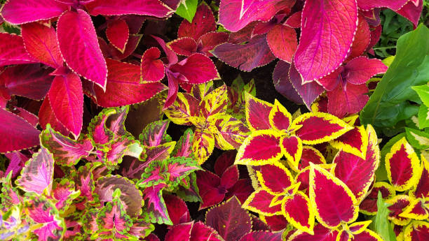 istock Large beautiful leaves of coleus multicolored bright sunny day 1430347268