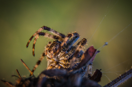 Orb-weaver spiders are members of the spider family Araneidae. They are the most common group of builders of spiral wheel-shaped webs often found in gardens, fields, and forests. The English word orb can mean \