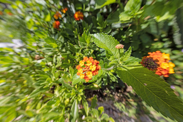 Close-up of a colourful flower in daylight in summer