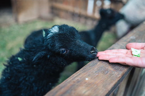 A young lamb eats from the hands. Help Animals