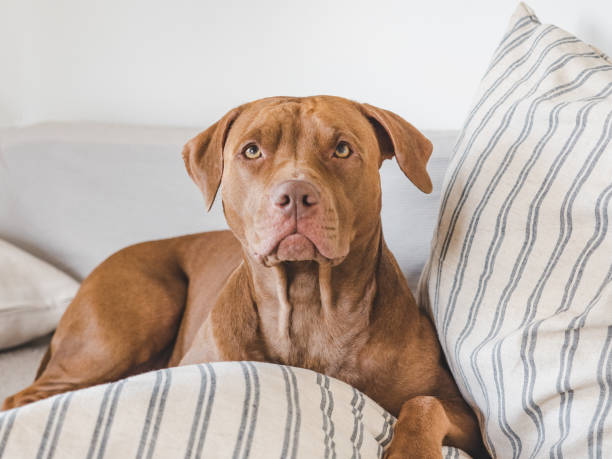 istock Lovable, pretty puppy lying on the bed 1430351147
