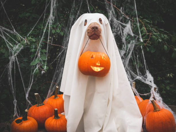 istock Lovable, pretty brown puppy and ghost costume 1430351342