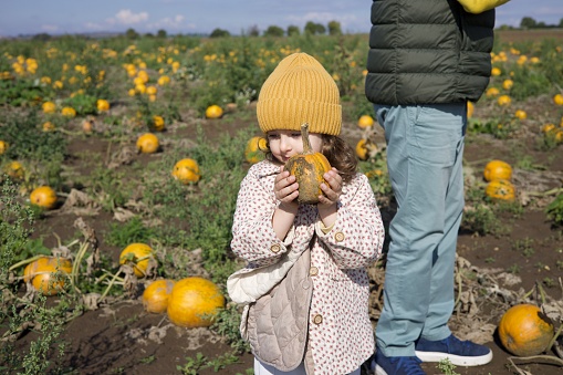 Little three years old toddler girl in yellow hat holding pumpkin on the field