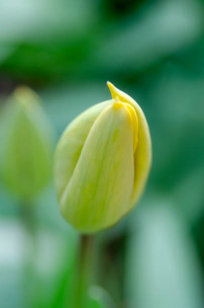 bocciolo di tulipano - bud flower tulip flowers foto e immagini stock