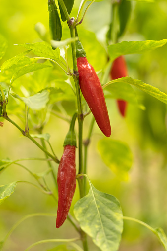 Close-up of hot red pepper on branch in the garden