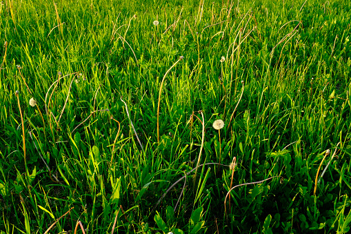 Green lawn with fluffy dandelions. Grass meadow for post, screensaver, wallpaper, postcard, poster, banner, cover, website. High quality photography