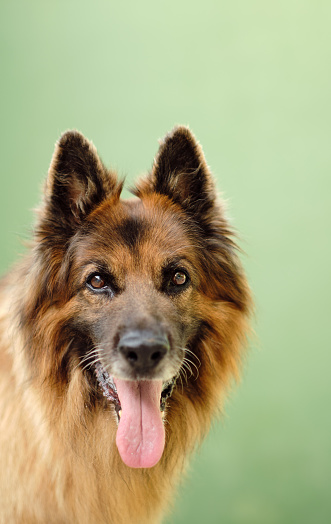 A purebred old german shepherd is looking at the camera.