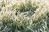 The first frosts on the grass. The grass is covered with white frost. Selective focus.