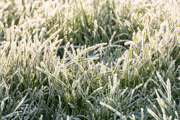 The first frosts on the grass. The grass is covered with white frost. Selective focus. stock photo