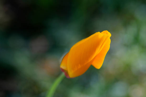 カリフォルニアケシの芽 - poppy bud ストックフォトと画像