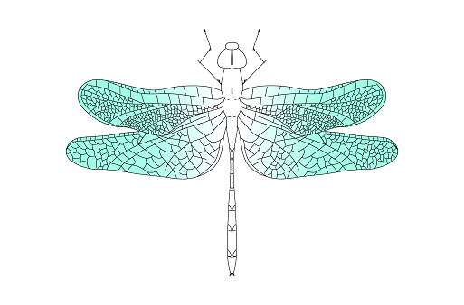 Dragonfly hand drawn graphic illustration. Dragonfly illustration, engraving, drawing, ink, vector